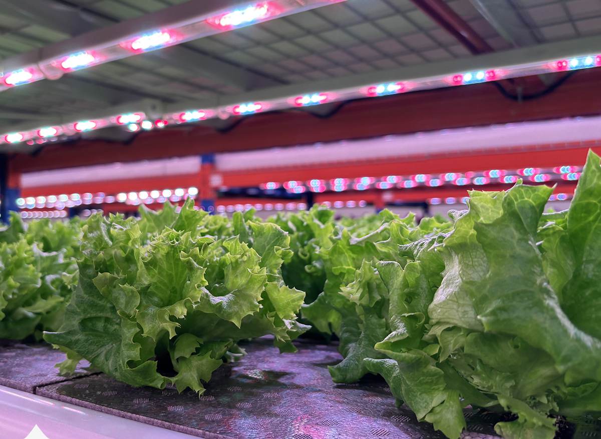 vertical grow lights