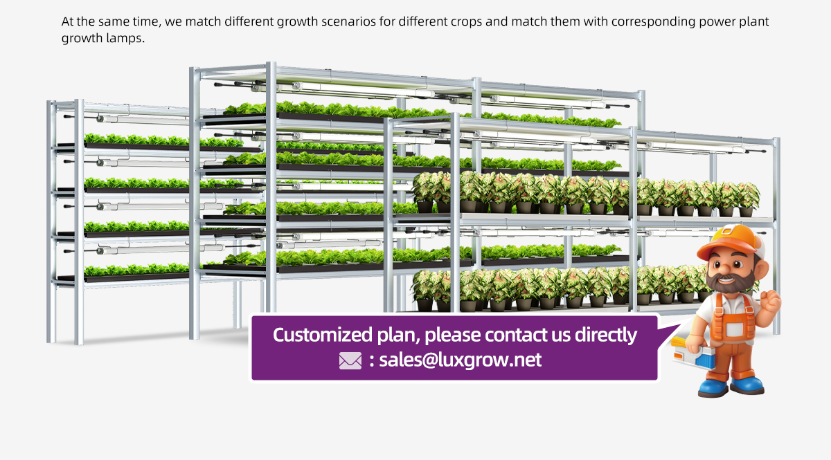 grow lights for tomato seedlings