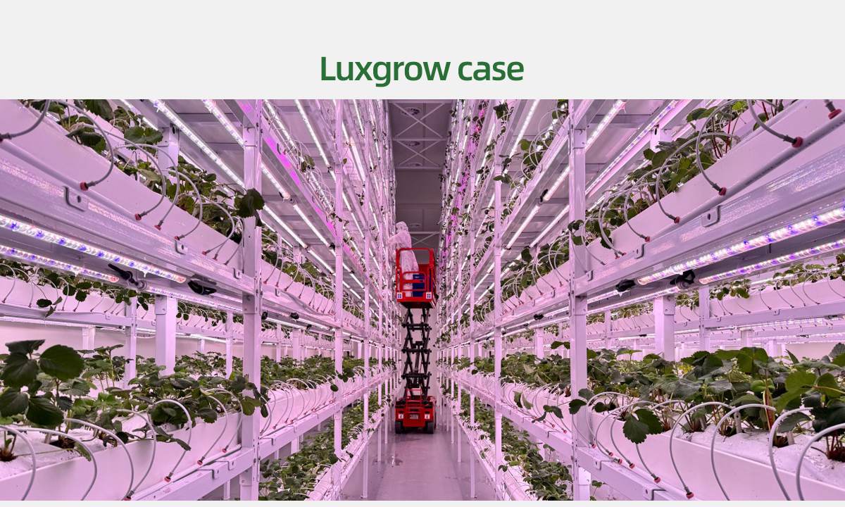 grow lights for vegetable seedlings