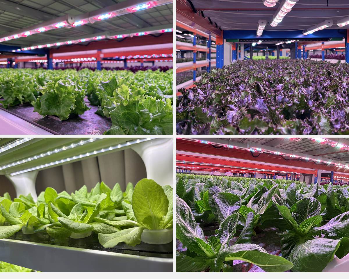 led grow lights for lettuce