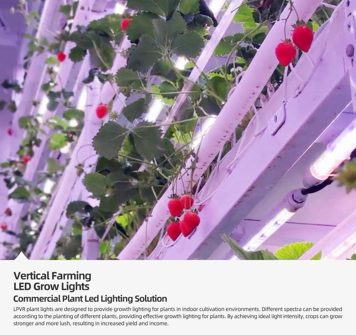 grow light for strawberries