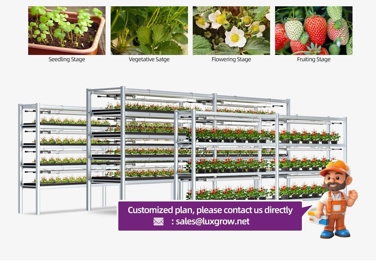 2026 strawberry grow light