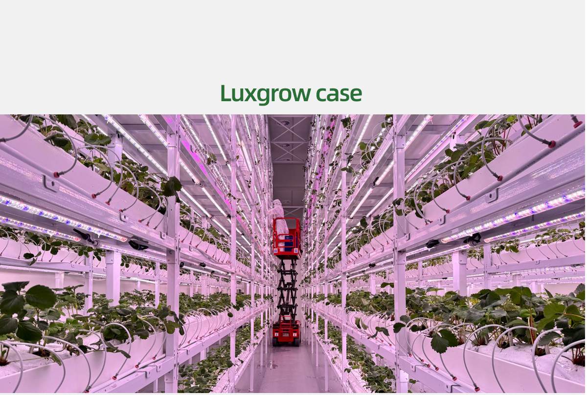indoor strawberry grow light