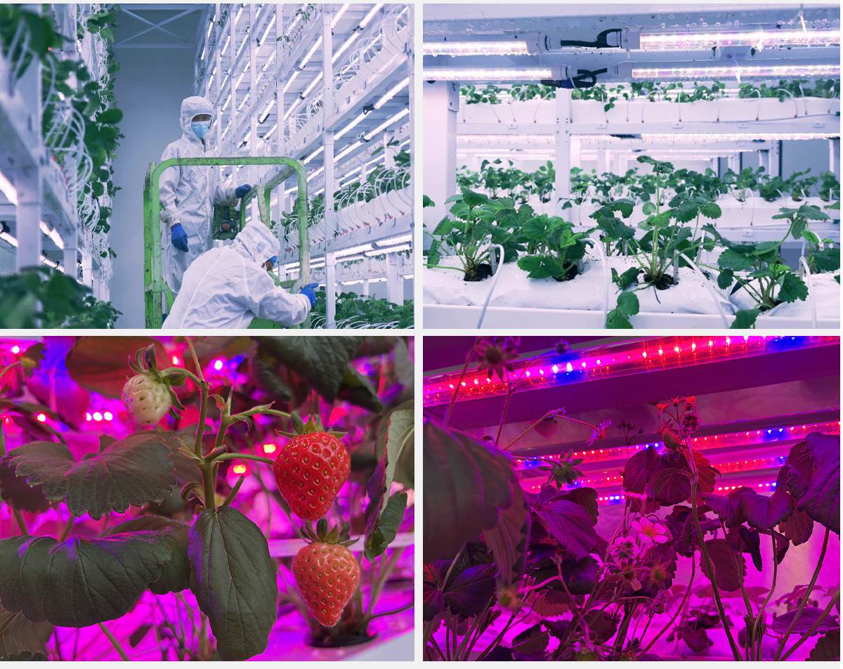 indoor strawberry vertical  grow light