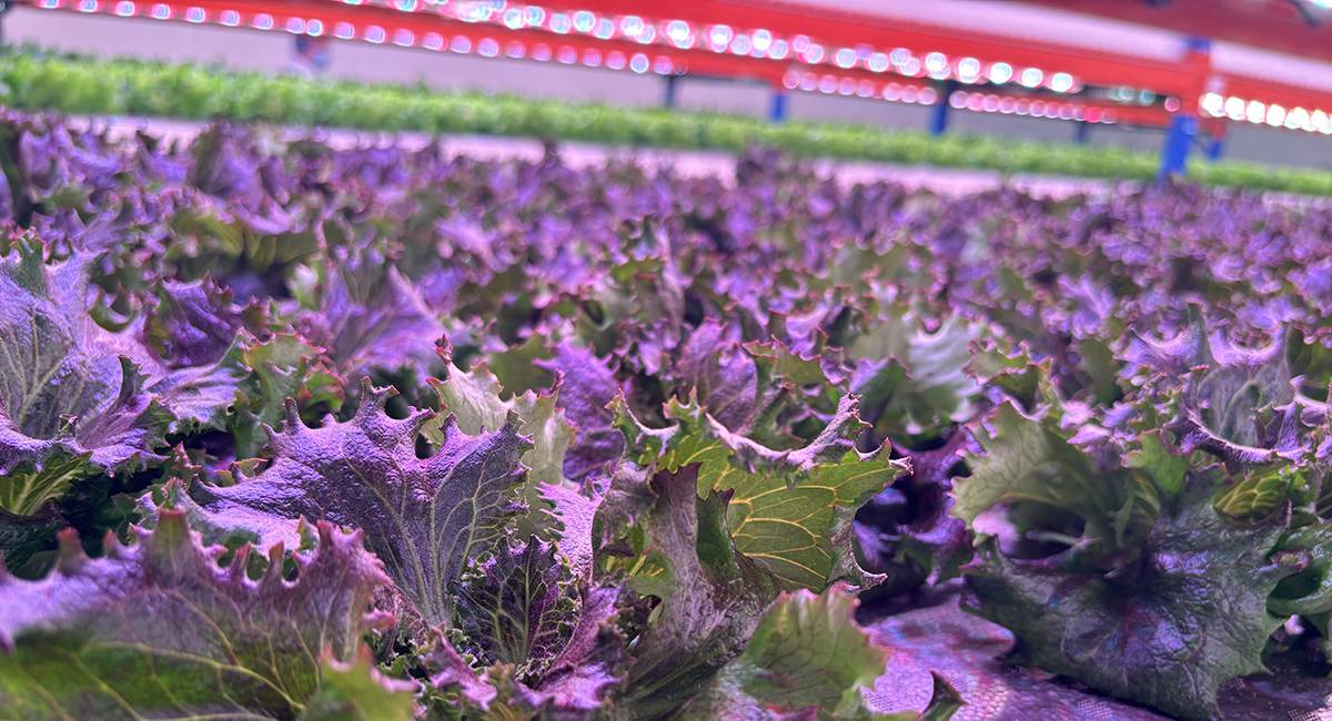 led-grow-lights-for-indoor-vegetables led-grow-lights-for-indoor-vegetables