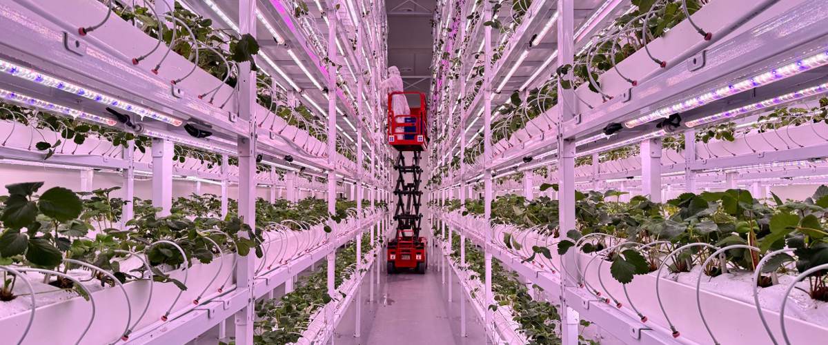 indoor-strawberry-grow-light indoor-strawberry-grow-light