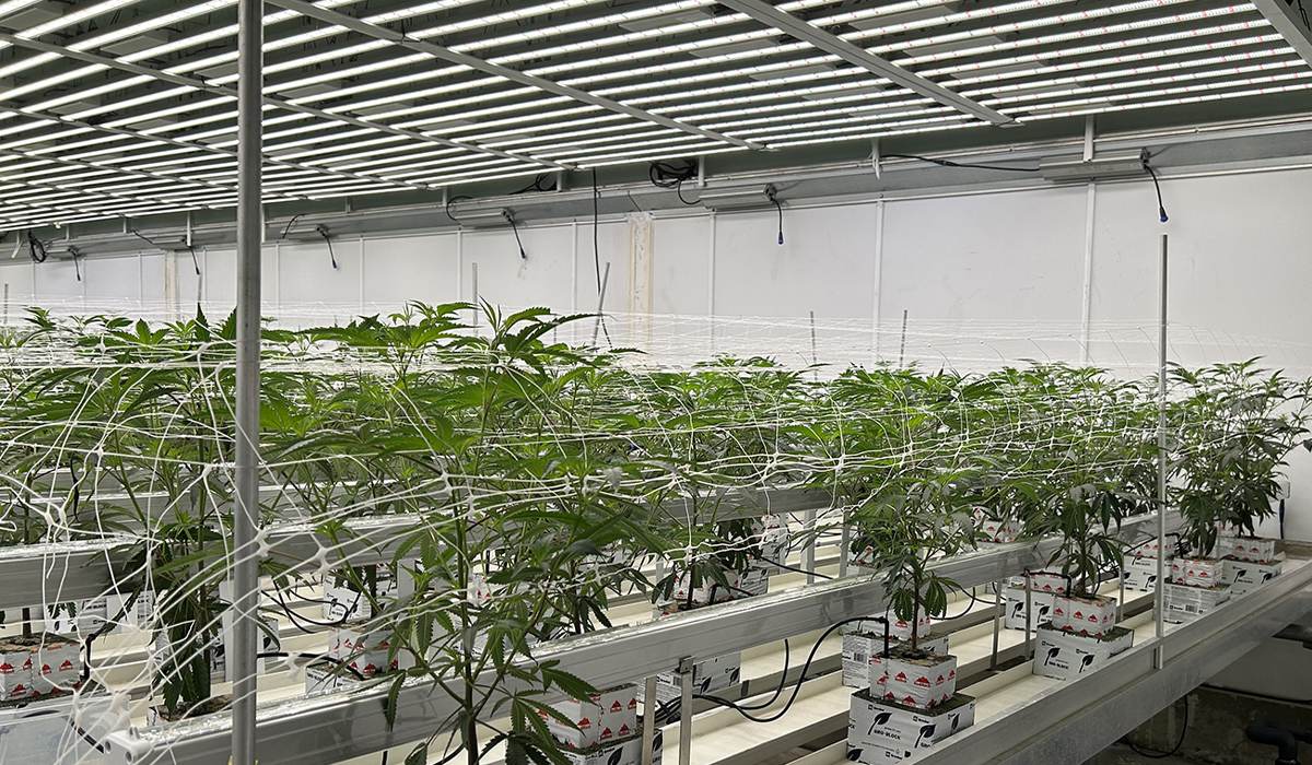 Indoor-growing-lights.jpg