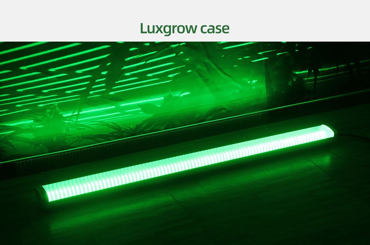 LPUG-Grow-light_06.jpg