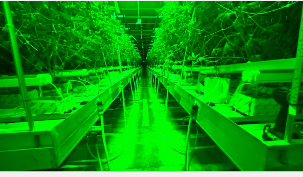 LPUG-Grow-light_07.jpg