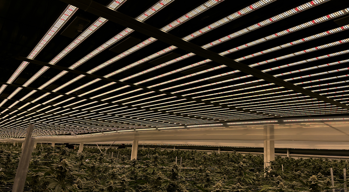 led-grow-lights-for-indoor-plants.jpg