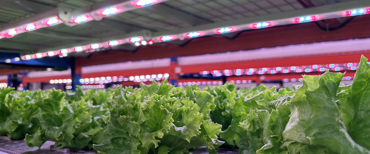 indoor-grow-lights-for-vegetables indoor-grow-lights-for-vegetables