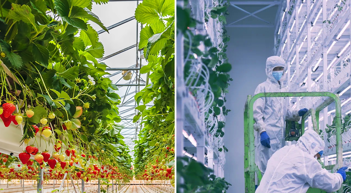 Strawberry Grow Lights: Greenhouse vs. Indoor (Plant Factory) Which Is Better?