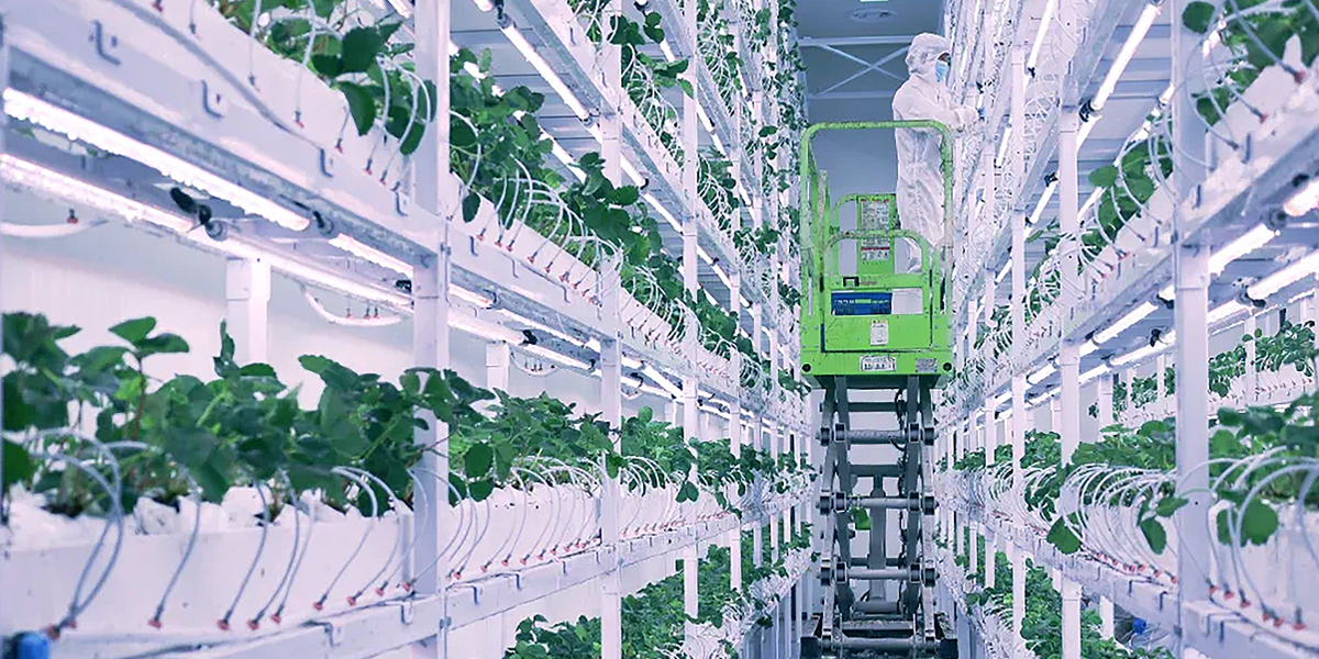 strawberry-grow-light.jpg strawberry-grow-light.jpg