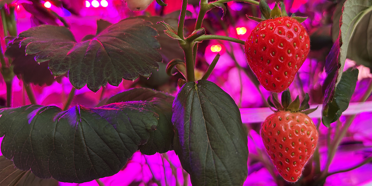 strawberry-vertical-farming.jpg strawberry-vertical-farming.jpg