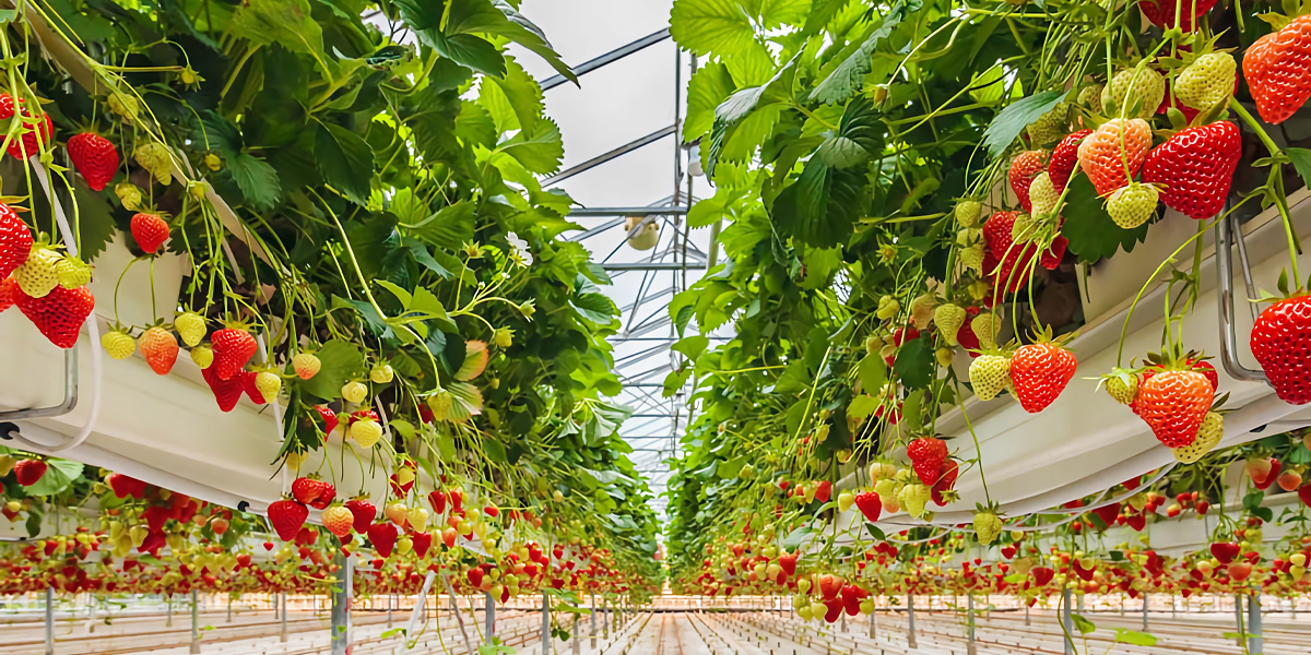 vertical-strawberry-grow-lights.jpg vertical-strawberry-grow-lights.jpg